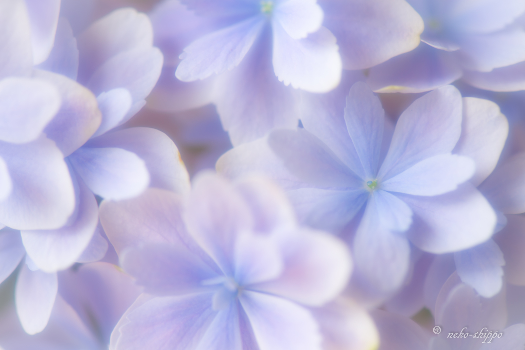 そろそろ紫陽花の季節。。♪