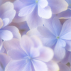 そろそろ紫陽花の季節。。♪