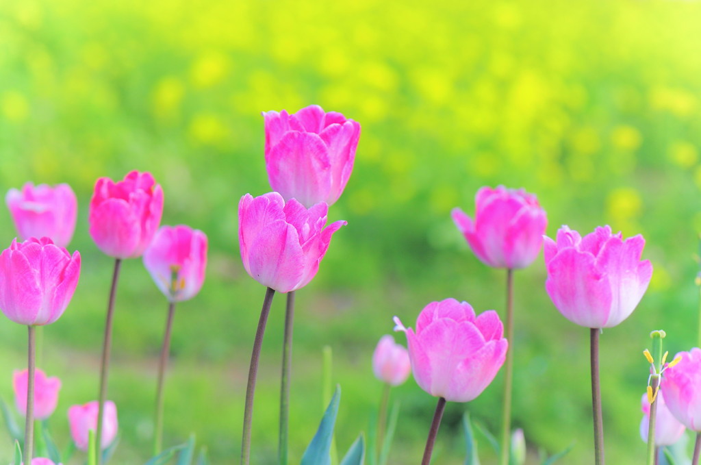 春ですねぇ。。♪