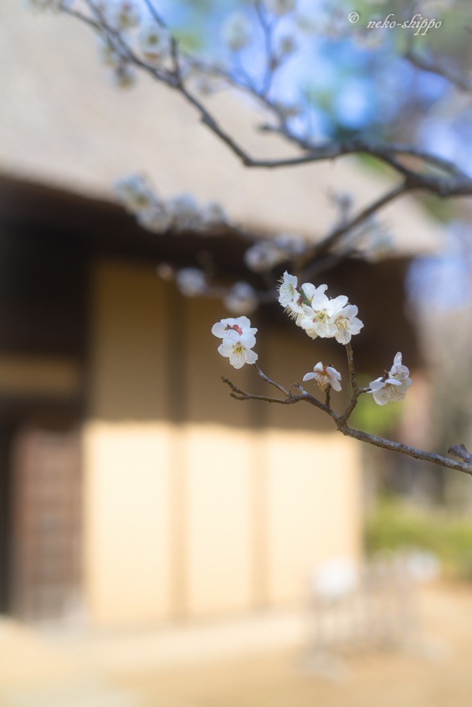 お～～い　春。。♪