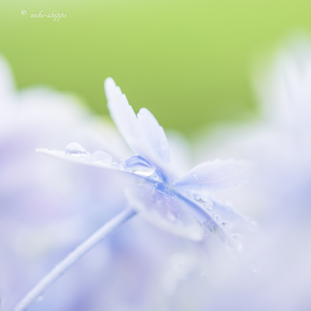 雨粒。。♪