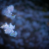 春の花。。♪