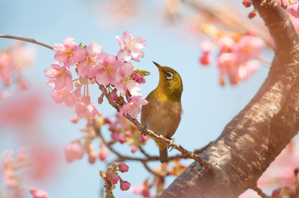 河津桜と記念撮影。。♪