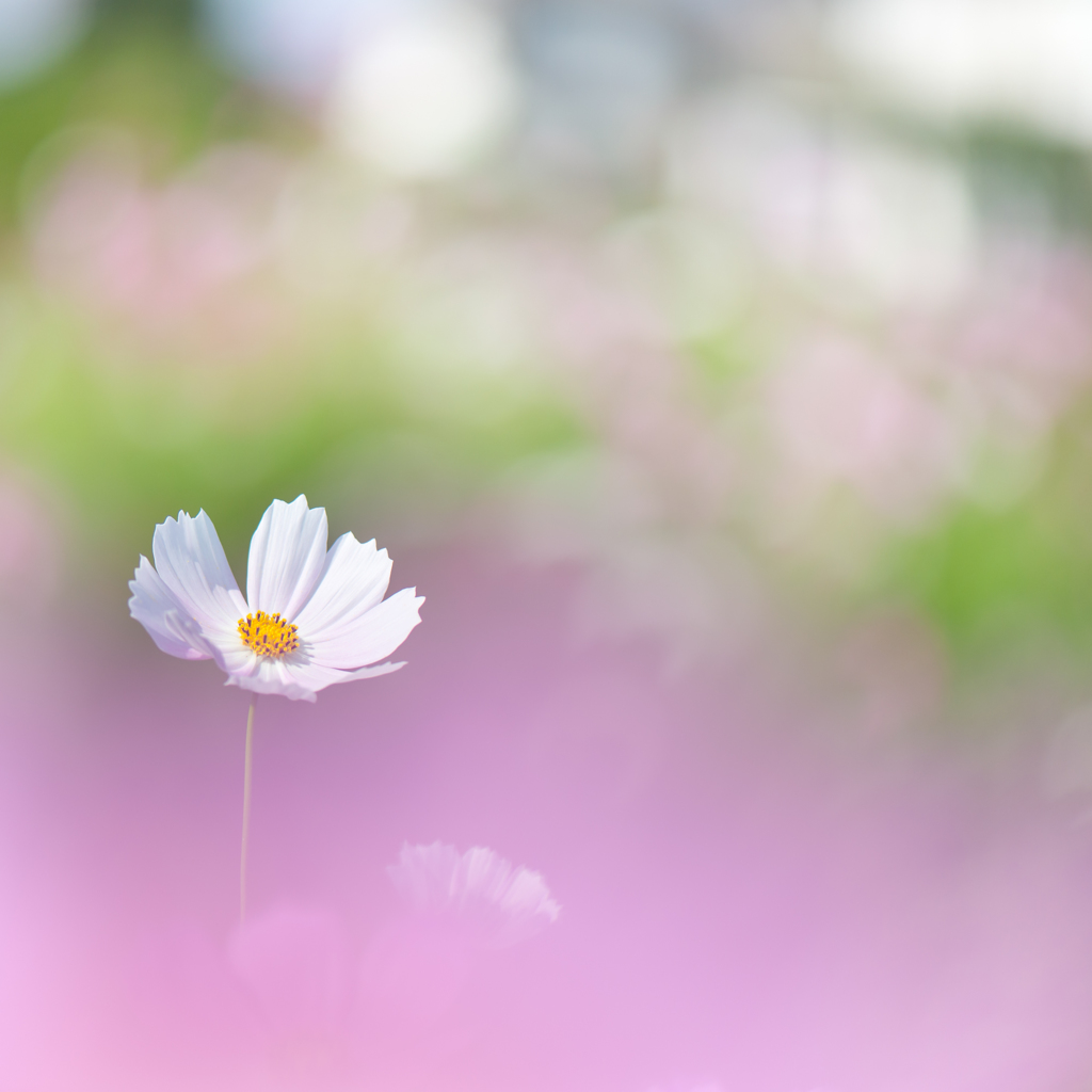 ゆめ。。♪