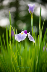 花菖蒲。。♪