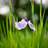 花菖蒲。。♪