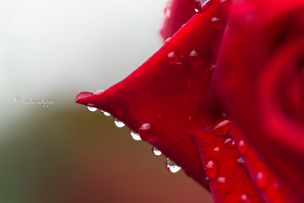 Flower drops。。♪