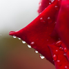 Flower drops。。♪
