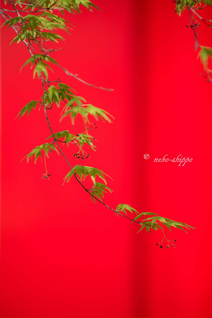 green & red。。♪