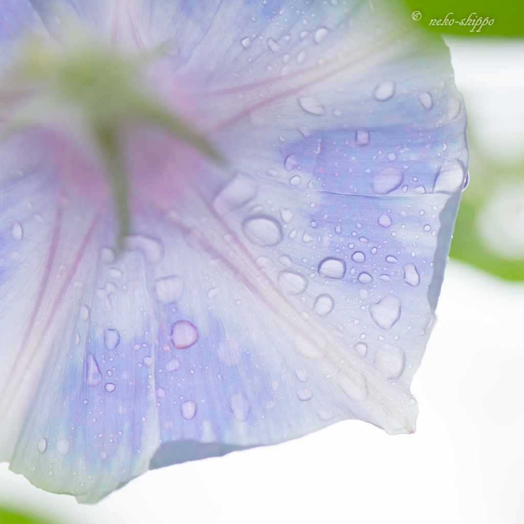 雨上がりの休日。。♪