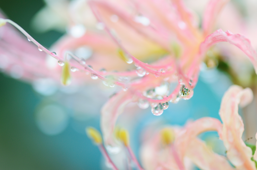 雨からのプレゼント。。♪