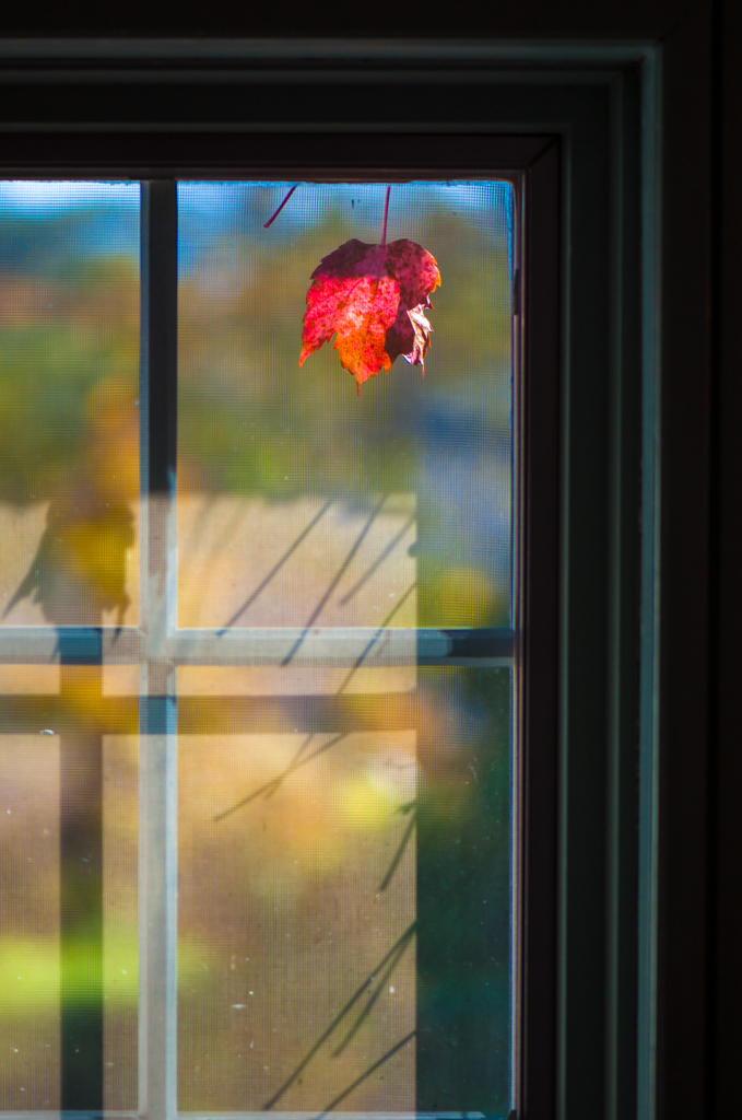窓辺の秋。。♪