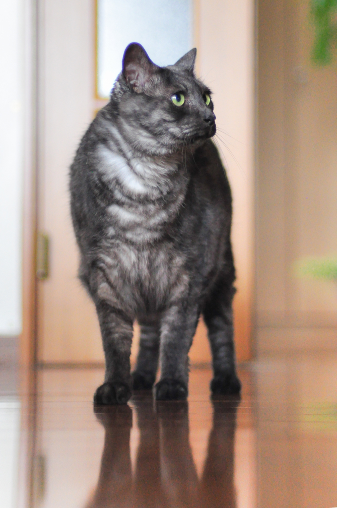 我が家の お猫様。。♪