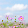 コスモスの咲く頃。。♪