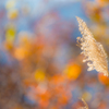 枯れすすき。。♪
