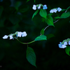 紫陽花。。♪