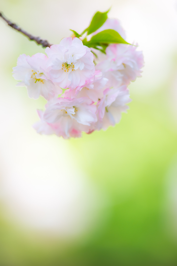八重桜。。♪