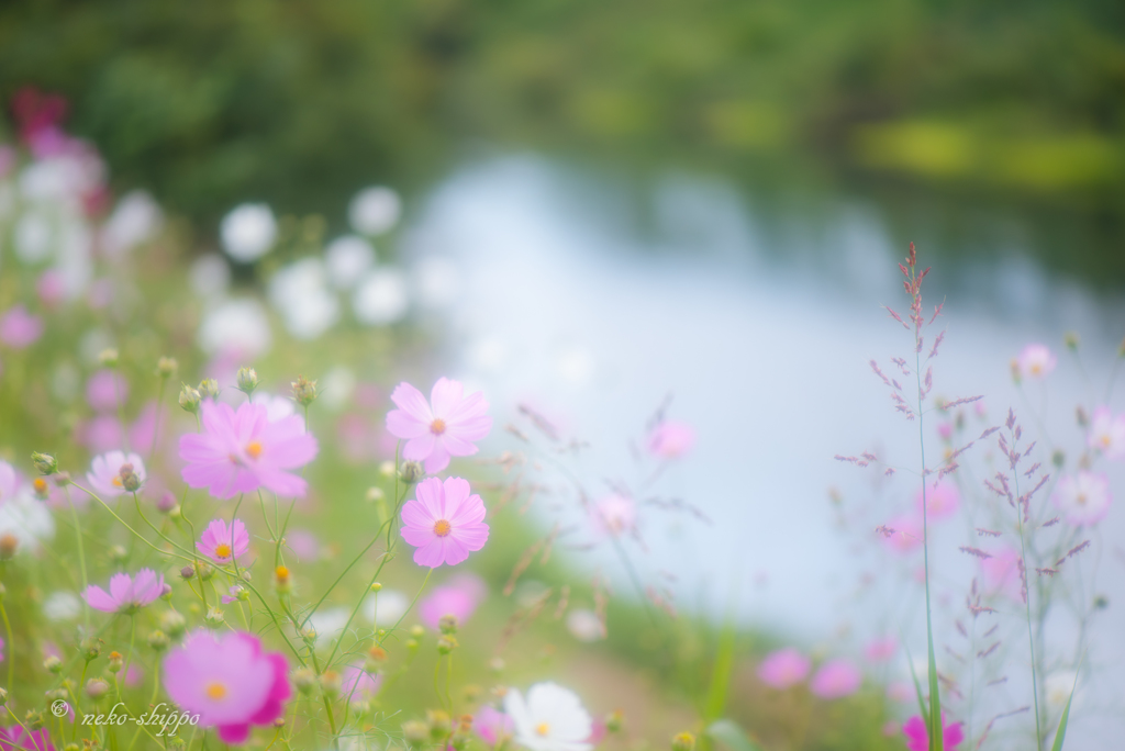 川沿いの秋。。♪