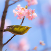 春の喜び。。♪