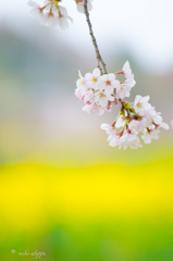 春風に吹かれて。。♪