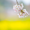 春風に吹かれて。。♪