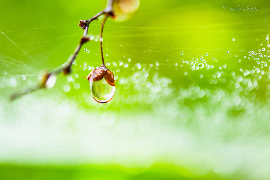 雨上がりの輝き。。♪