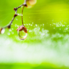 雨上がりの輝き。。♪