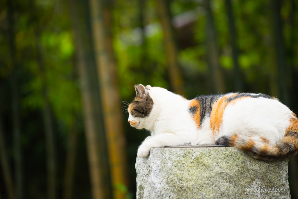 石の上にも三年。。♪