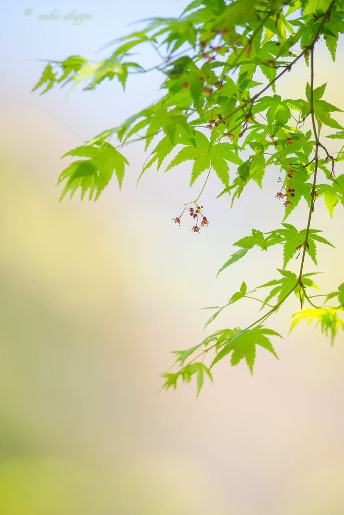 もみじの花。。♪