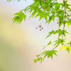 もみじの花。。♪