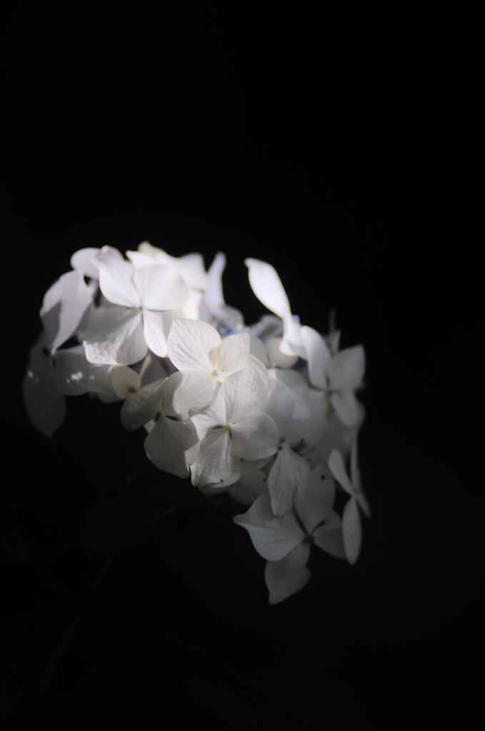 木漏れ日の白紫陽花