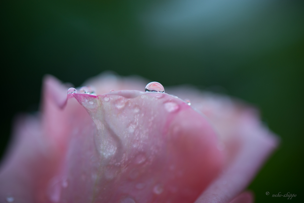 雨上がり。。♪