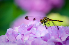 紫陽花の上で一休み。。♪