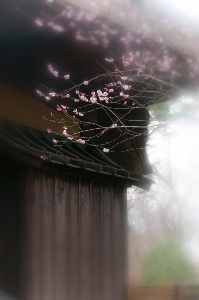 遠い記憶。。♪