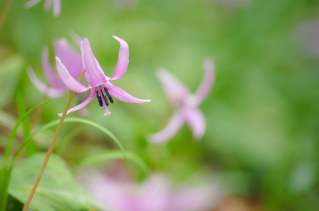 カタクリの花。。♪(２)