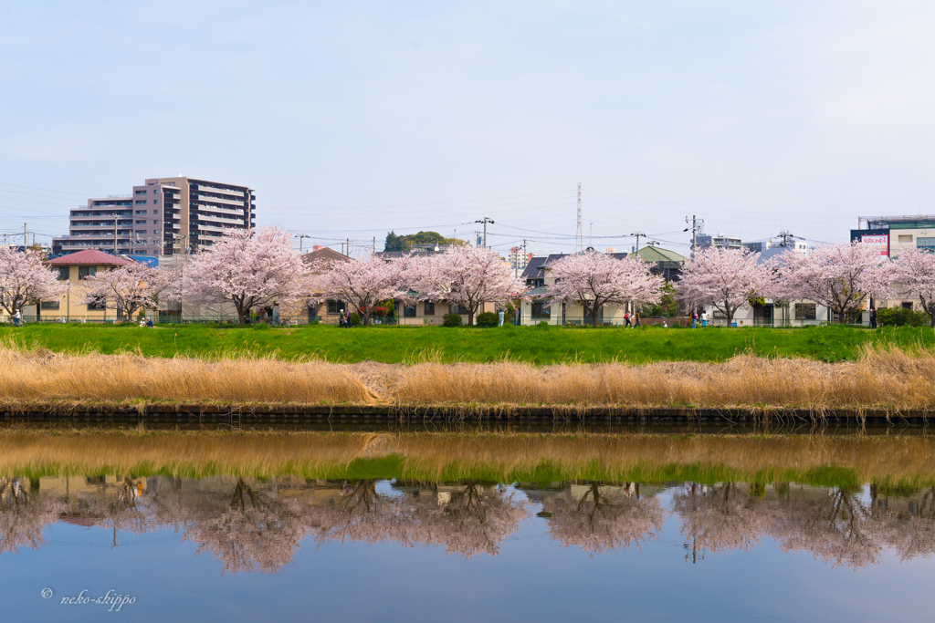 川面の春。。♪