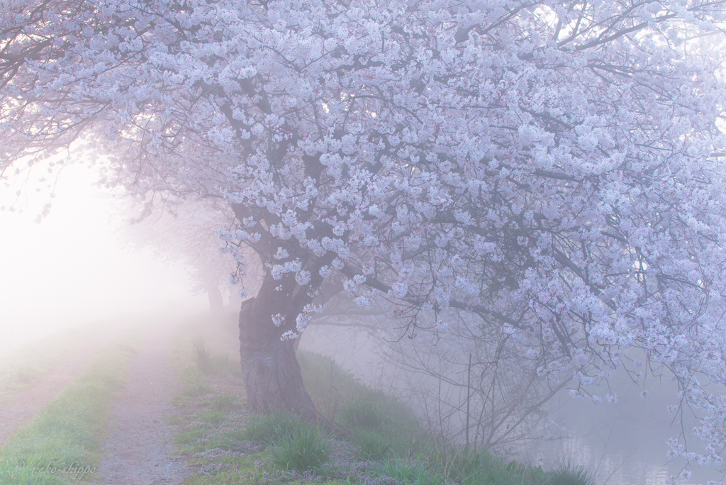 朝靄に包まれて。。♪