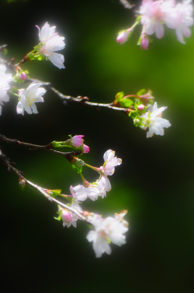 春の桜のように。。♪