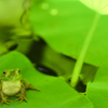 ここは、涼しいよ。。♪