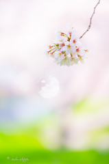 こぼれ落ちた春の輝き。。♪