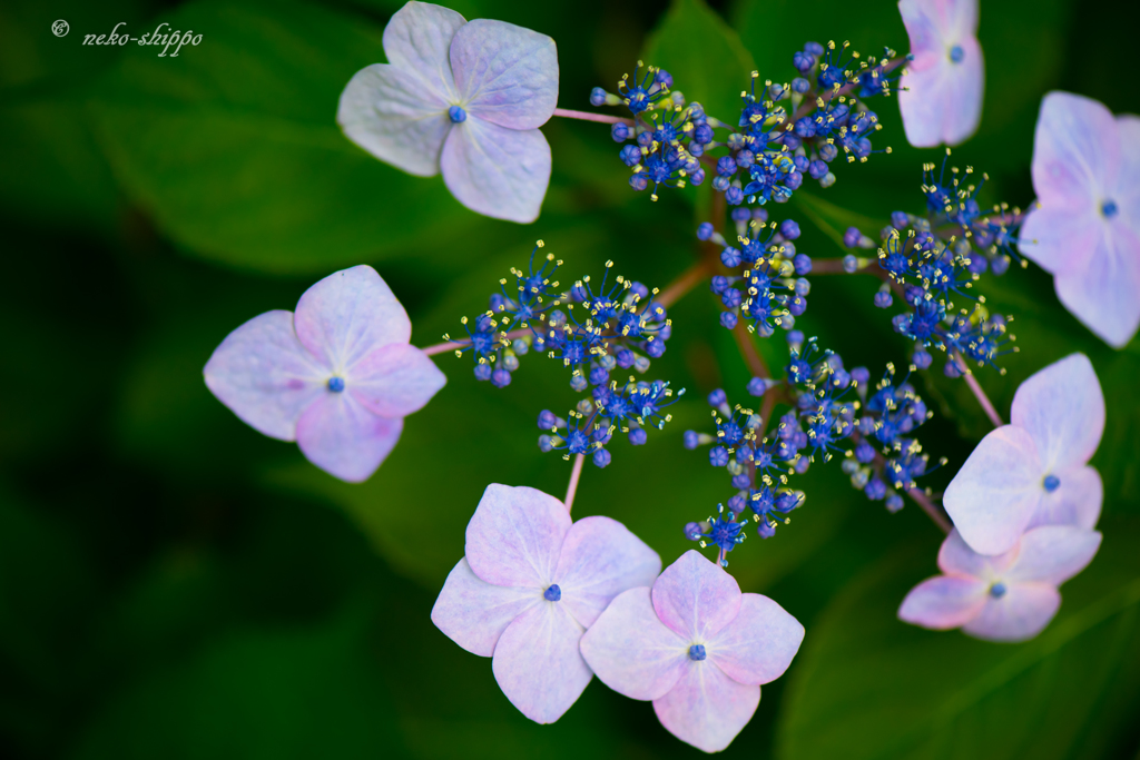 花火。。♪