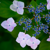 花火。。♪