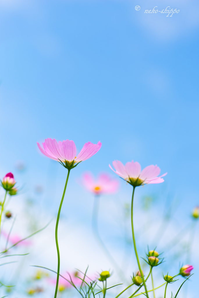 秋空に恋して。。♪