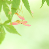 ピンクの竹とんぼ。。