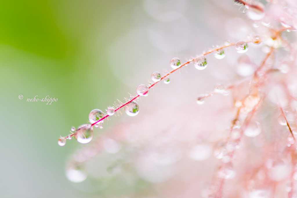 雨のメロディー。。♪