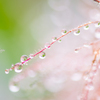 雨のメロディー。。♪