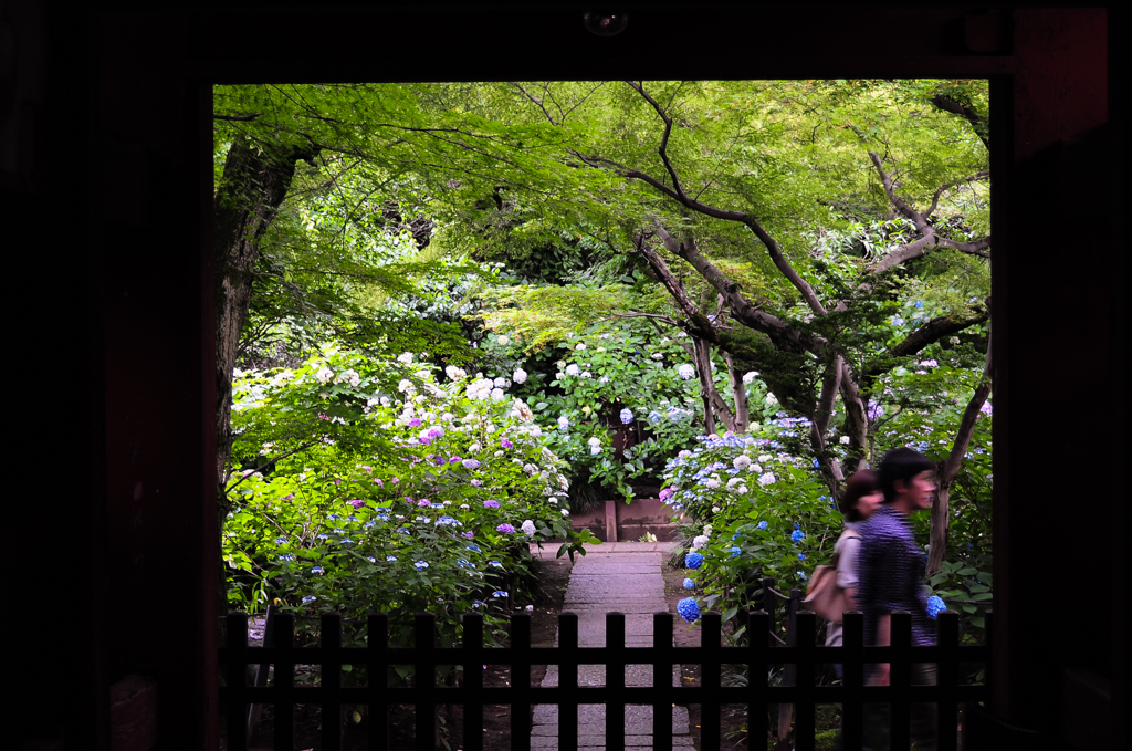 紫陽花の門。。