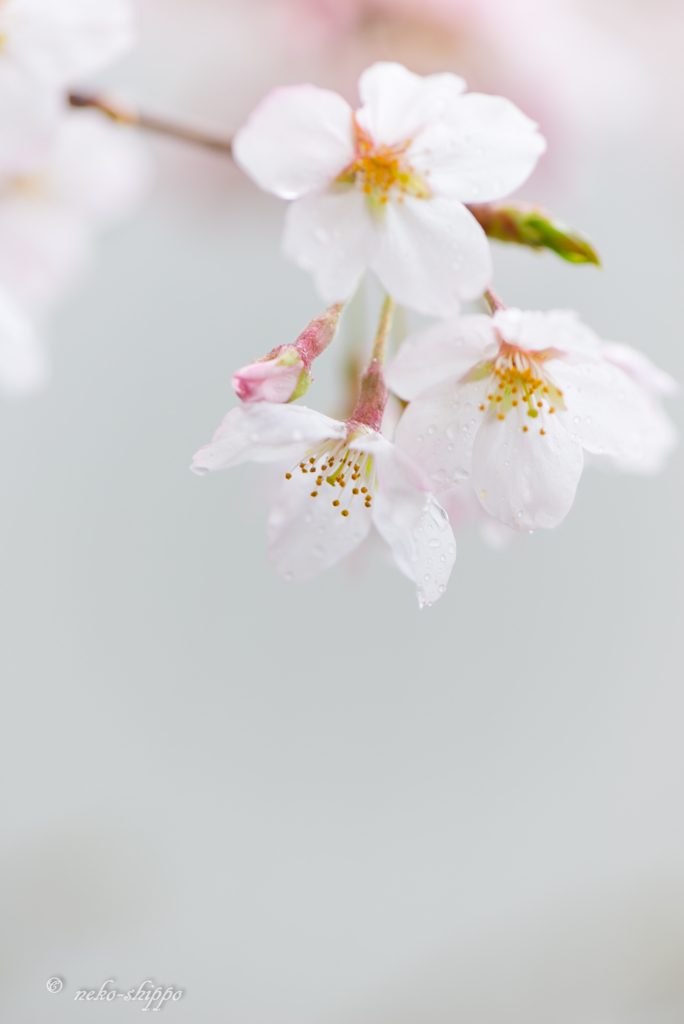 雨上がり。。♪