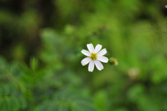 白色の小さい花
