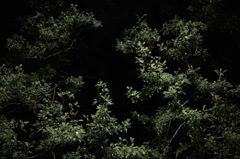 SDIM92001